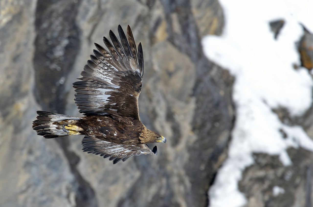 Steinadler fliegt vorbei