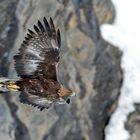 Steinadler fliegt vorbei