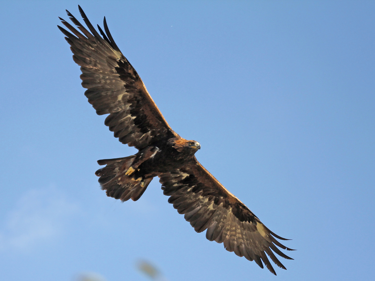 Steinadler Flug