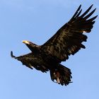 Steinadler Flugstudie am Himmel