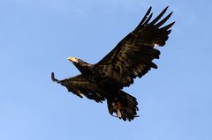 Steinadler Flugstudie am Himmel