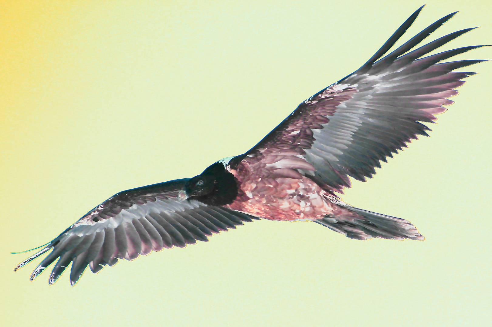 Steinadler Foto bearbeitet