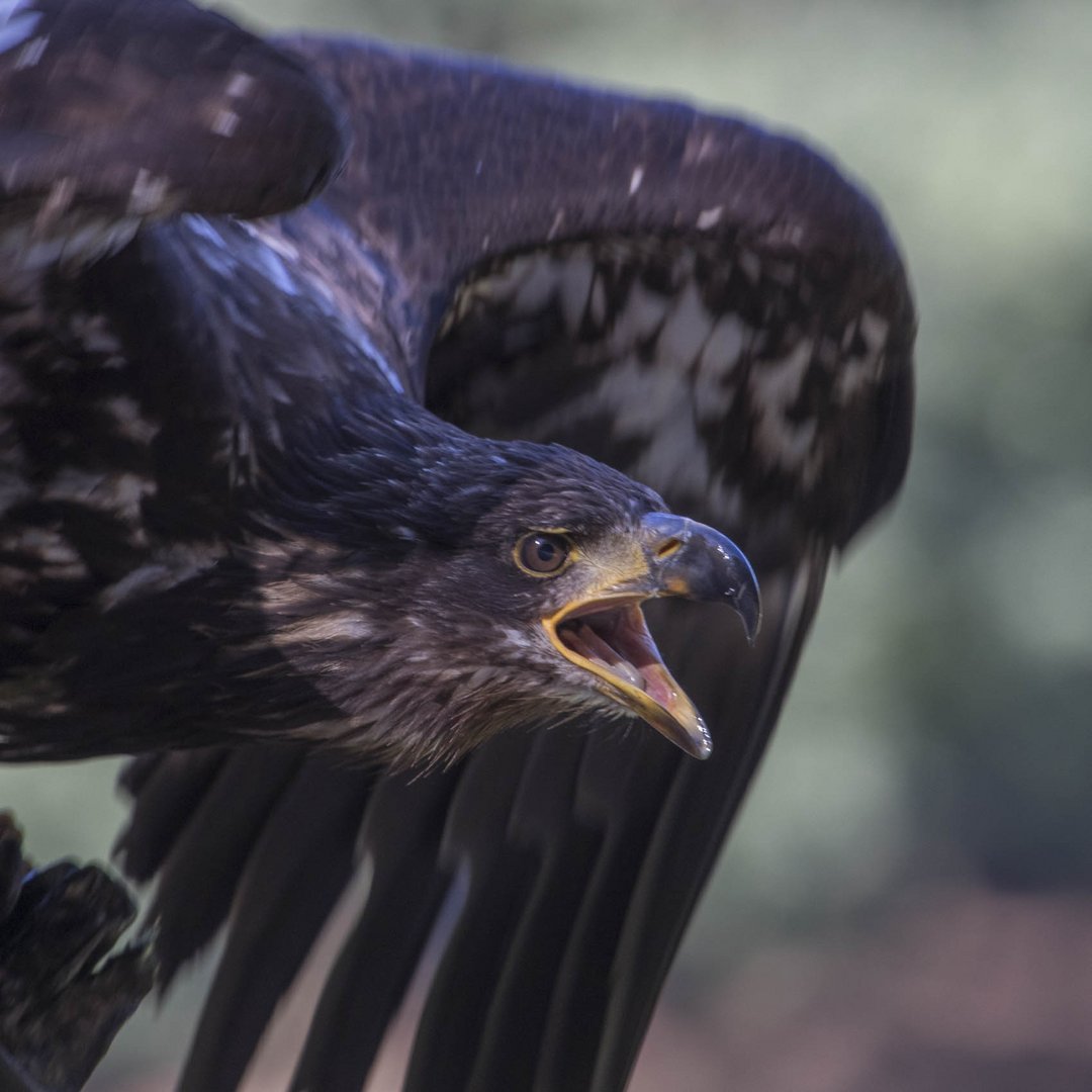 Steinadler ganz nah