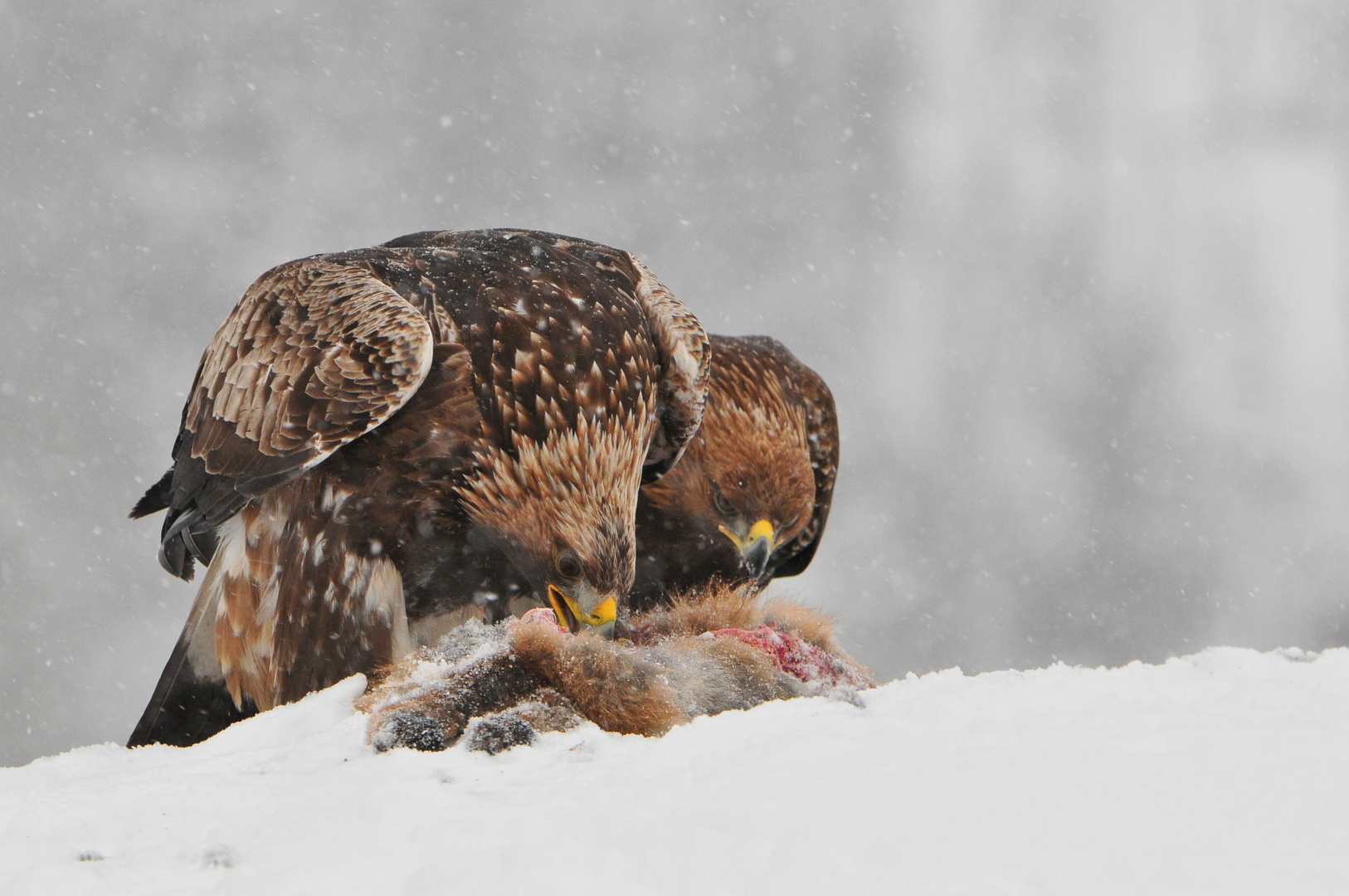 Steinadler: Gemeinsames Mahl