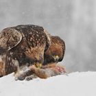 Steinadler: Gemeinsames Mahl