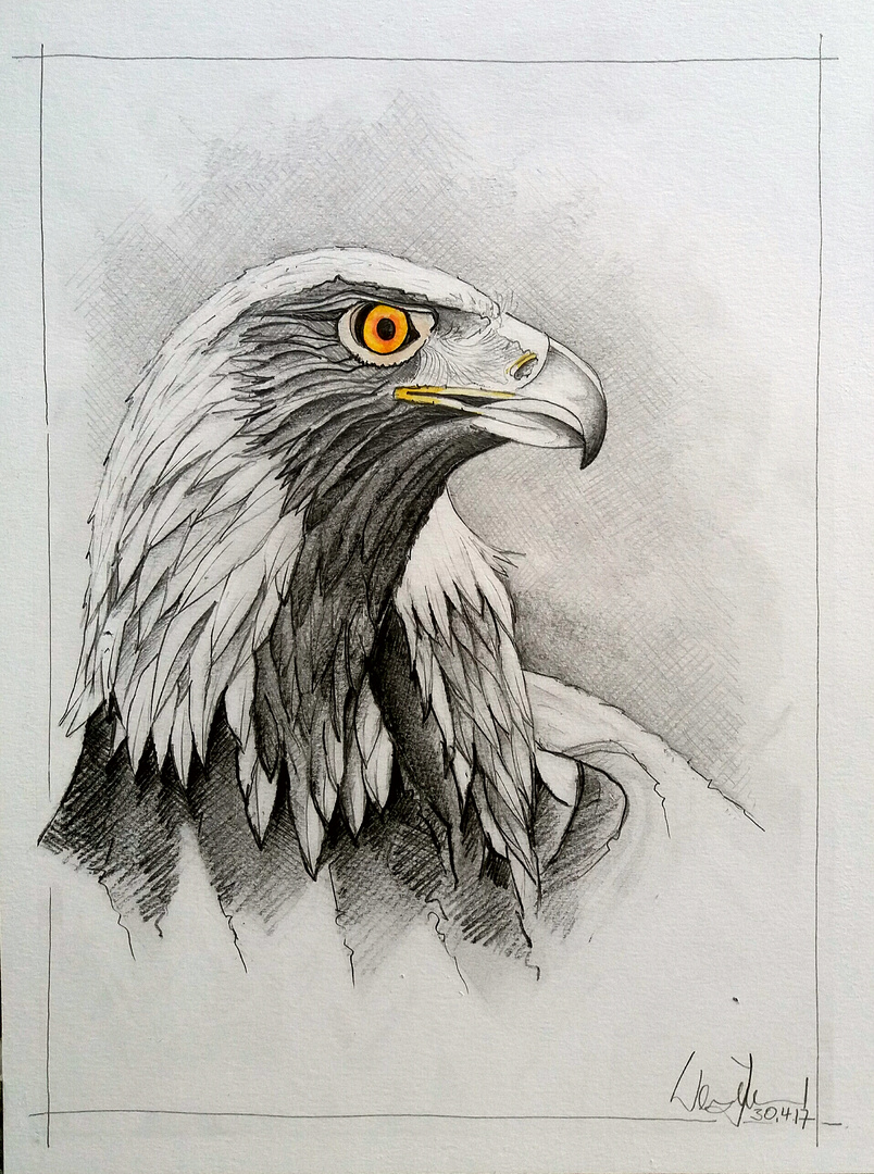 Steinadler Gezeichnet Foto Bild Grafik Kunst Aquarell Bilder Auf Fotocommunity