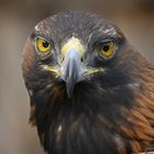 Steinadler, Golden Eagle