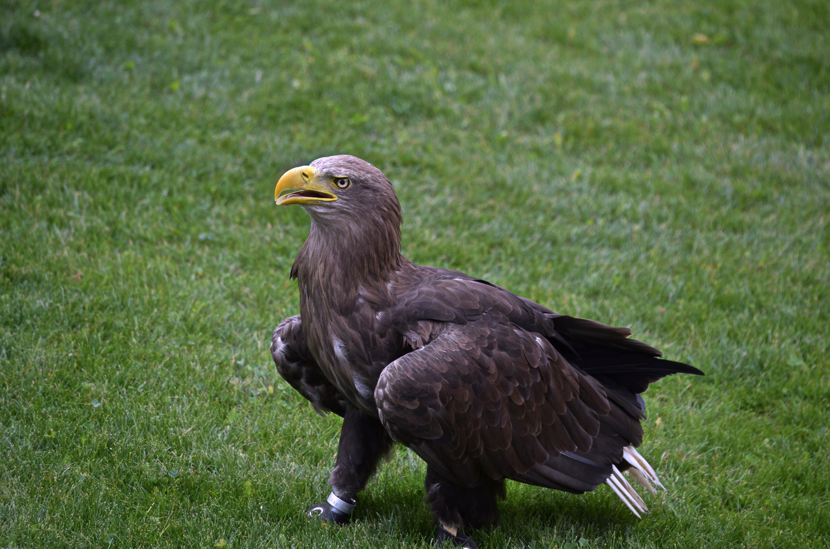 Steinadler Greifvogelpark Umhausen