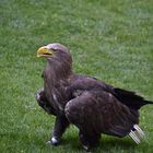 Steinadler Greifvogelpark Umhausen