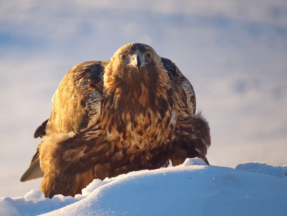 Steinadler hat mich soeben entdeckt!