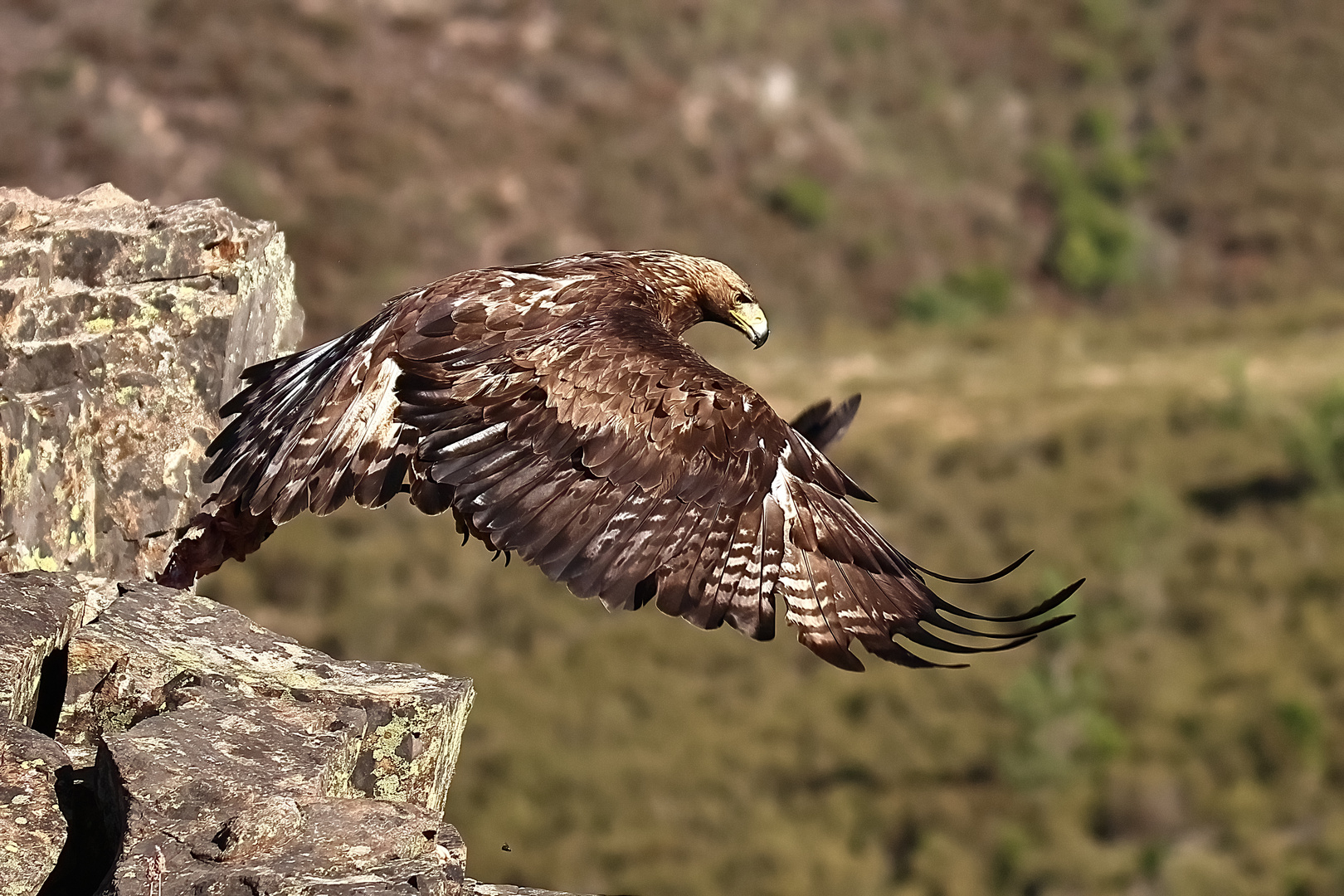 Steinadler im Abflug