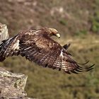 Steinadler im Abflug