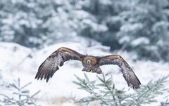 Steinadler im Anflug