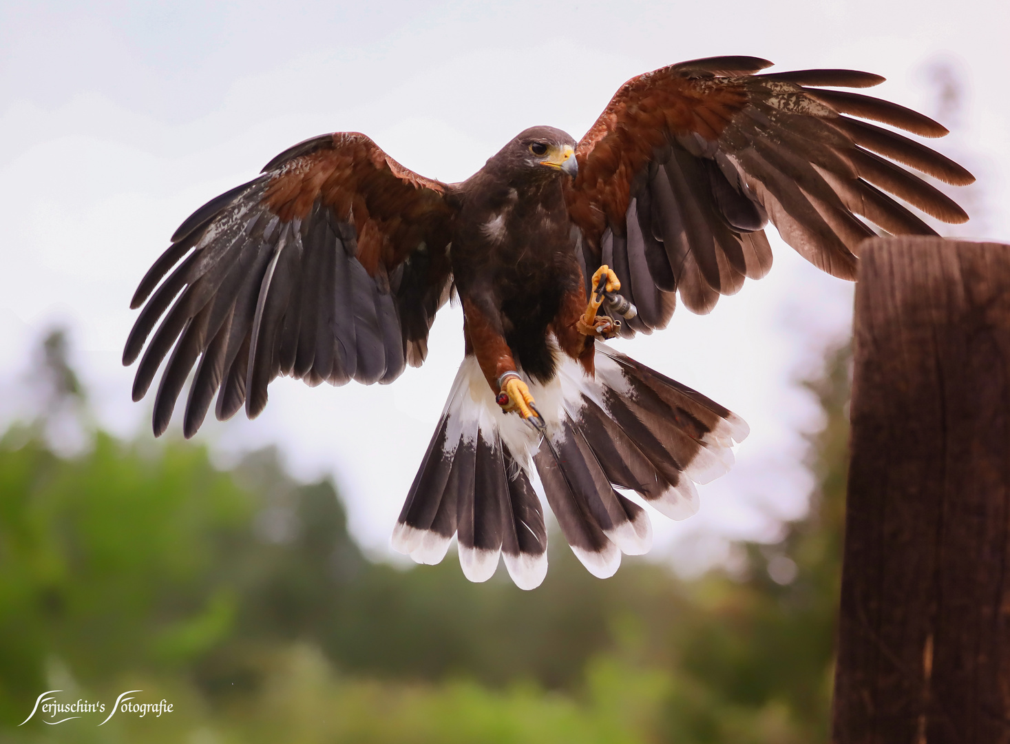 Steinadler im Anflug