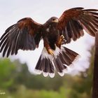 Steinadler im Anflug