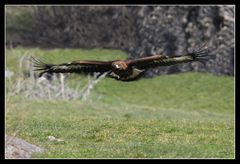 Steinadler im Anflug