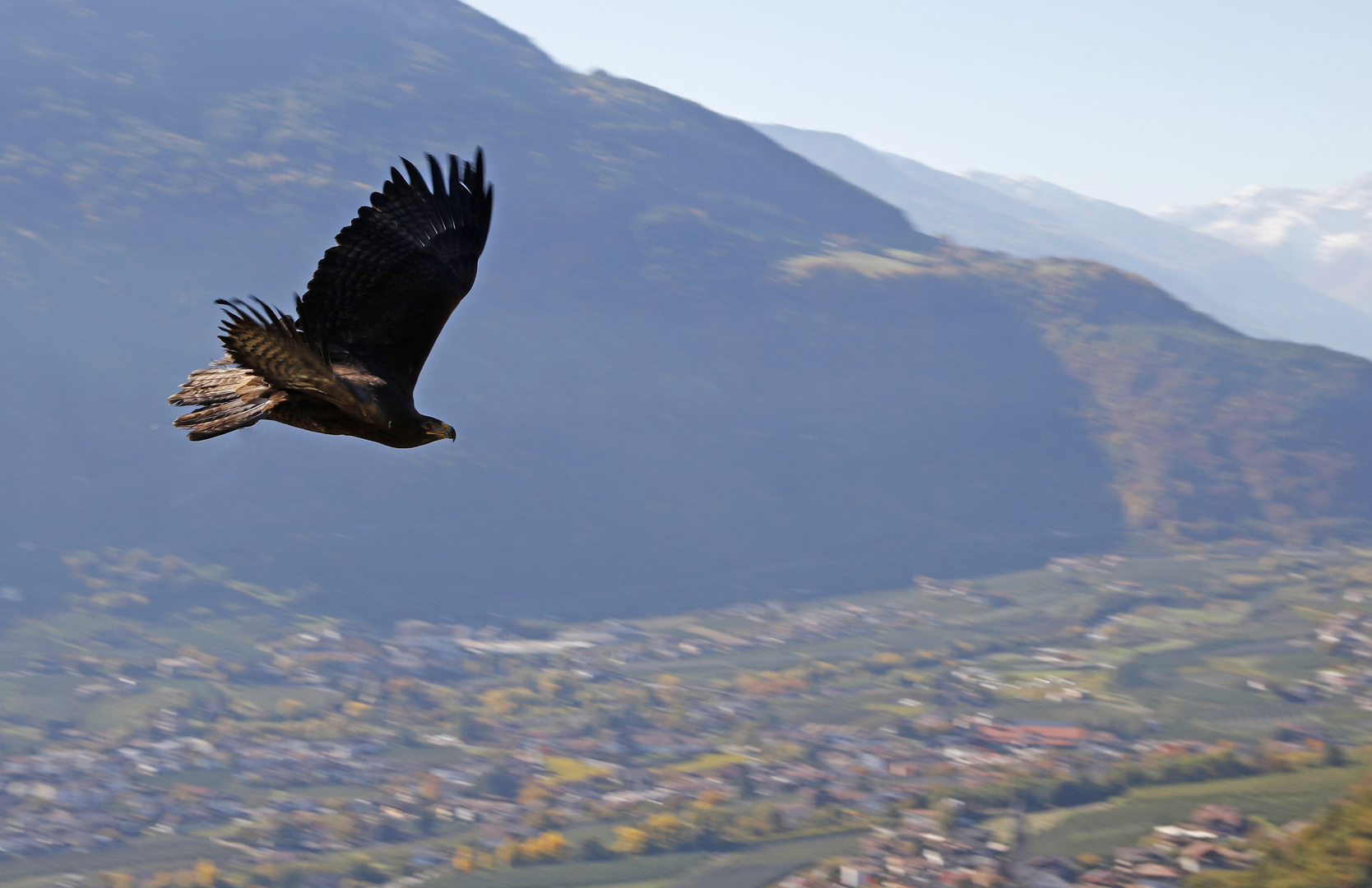 Steinadler im Anflug