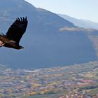 Steinadler im Anflug