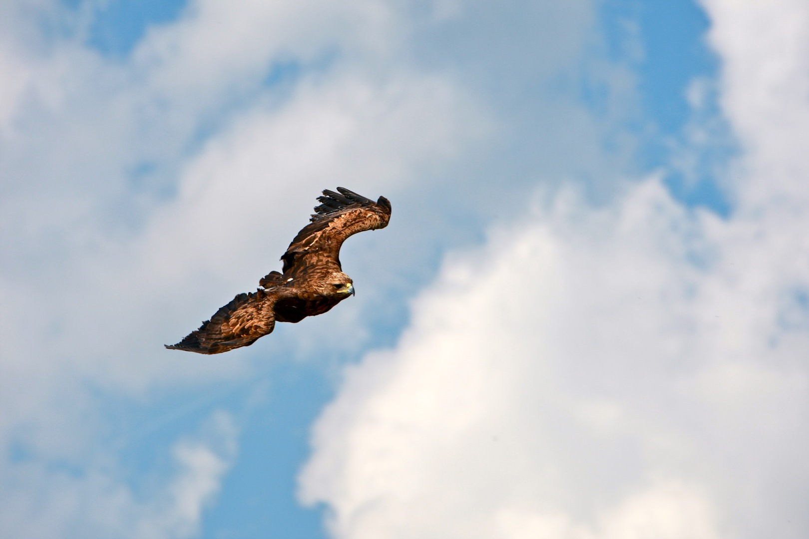 Steinadler im Beutesturzflug