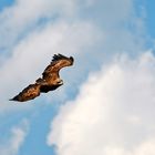 Steinadler im Beutesturzflug