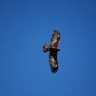 Steinadler im Flug 1 / Golden Eagle in Flight 1