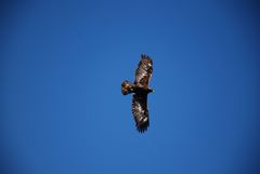 Steinadler im Flug 1 / Golden Eagle in Flight 1