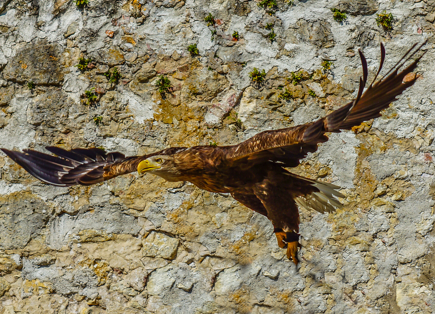 Steinadler im Flug 2