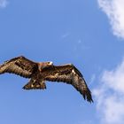 Steinadler im Flug