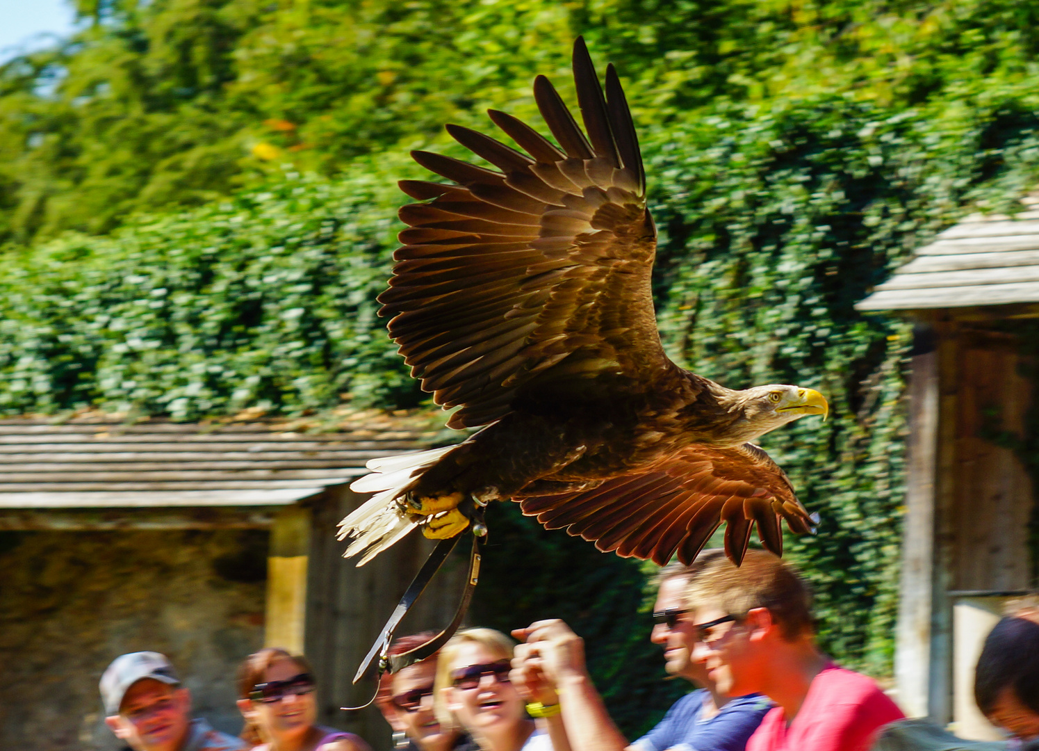 Steinadler im Flug 3