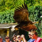 Steinadler im Flug 3