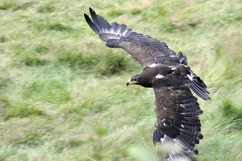 Steinadler im Flug