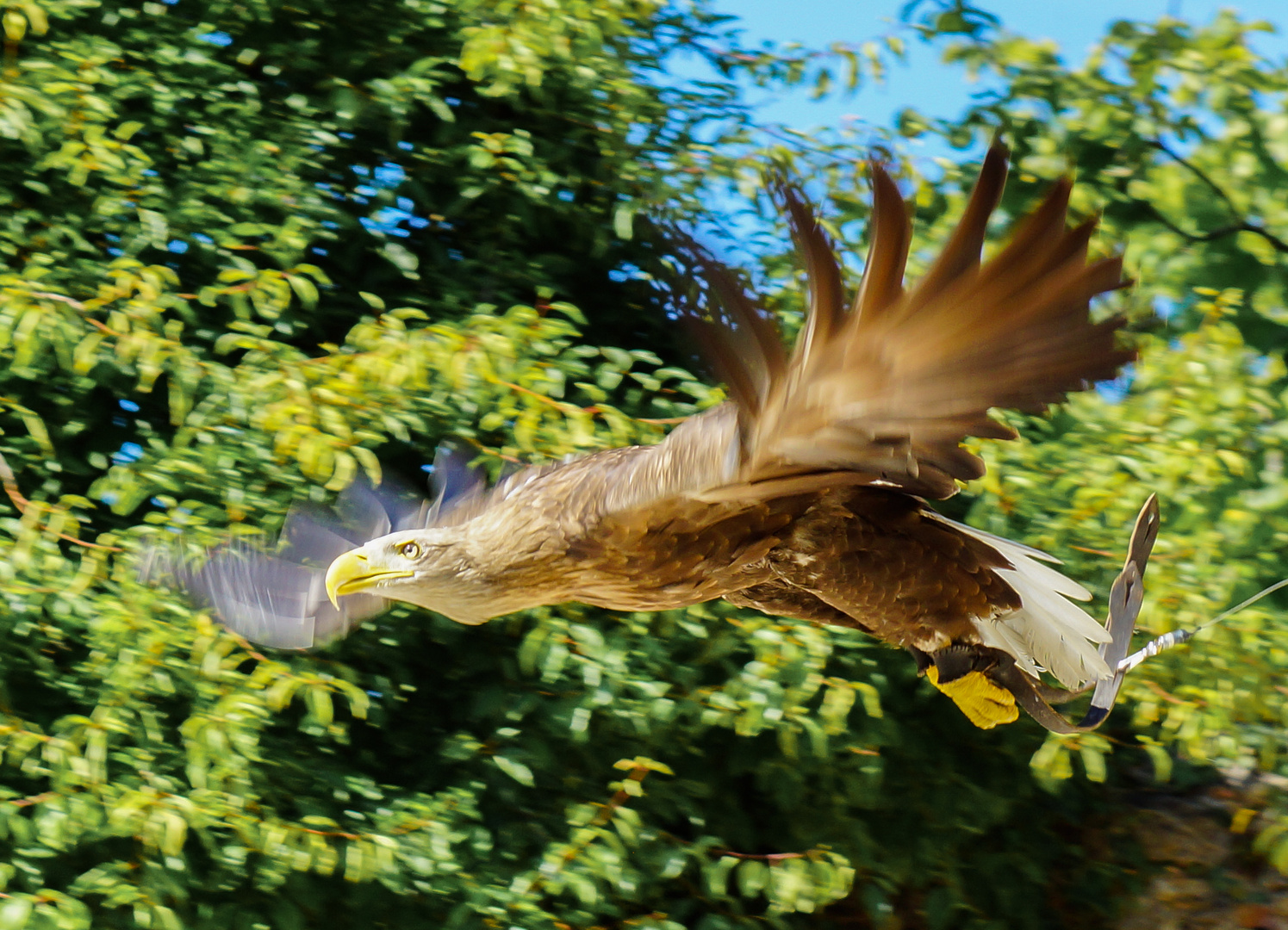 Steinadler im Flug 4