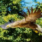 Steinadler im Flug 4