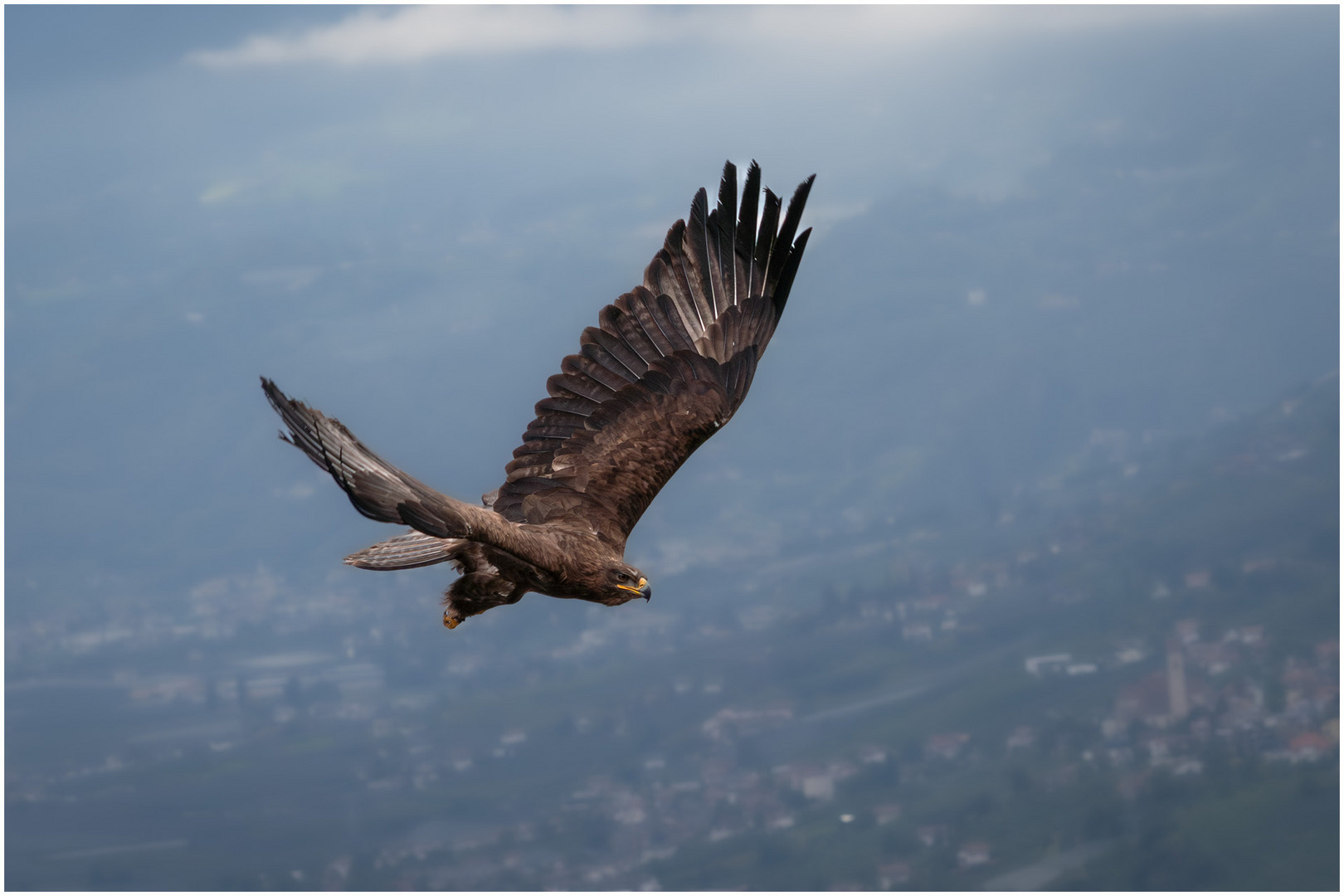 Steinadler im Flug