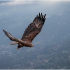 Steinadler im Flug