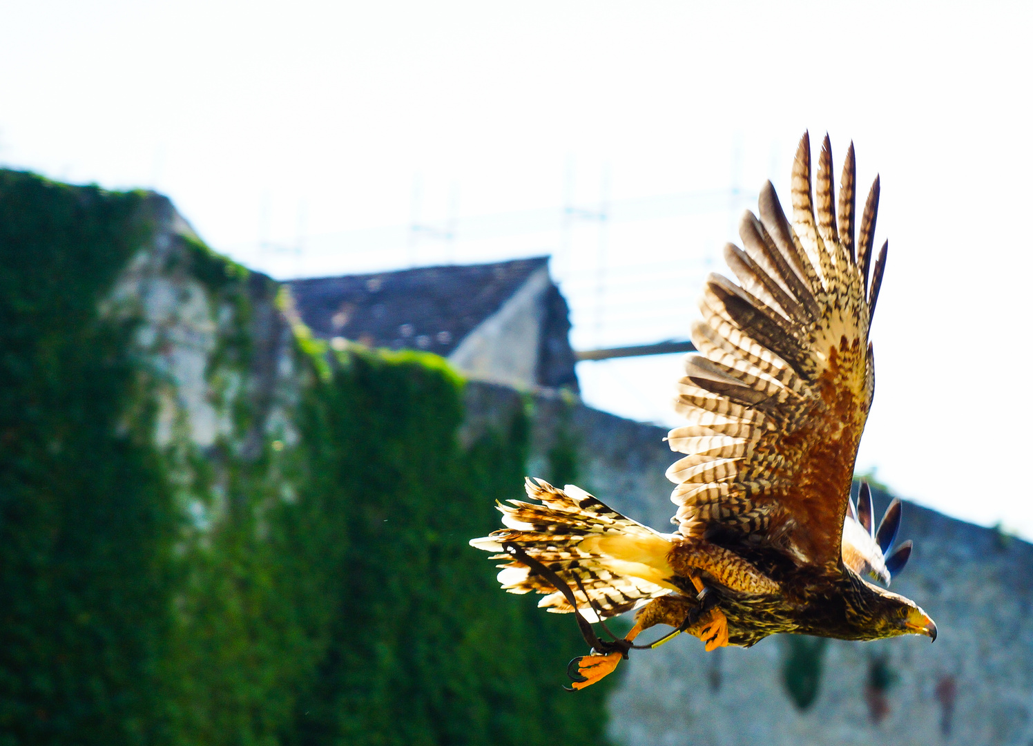 Steinadler im Flug