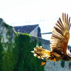 Steinadler im Flug