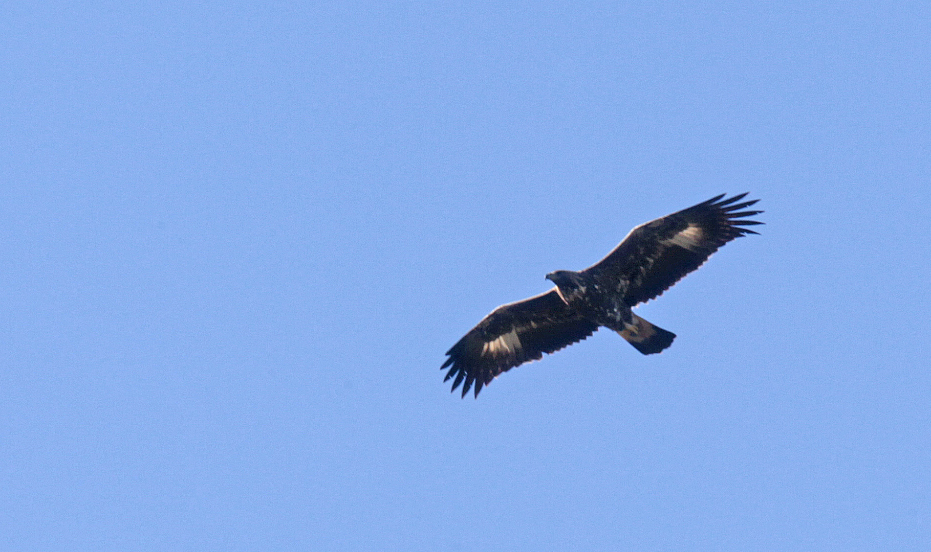 Steinadler im Flug