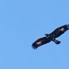 Steinadler im Flug