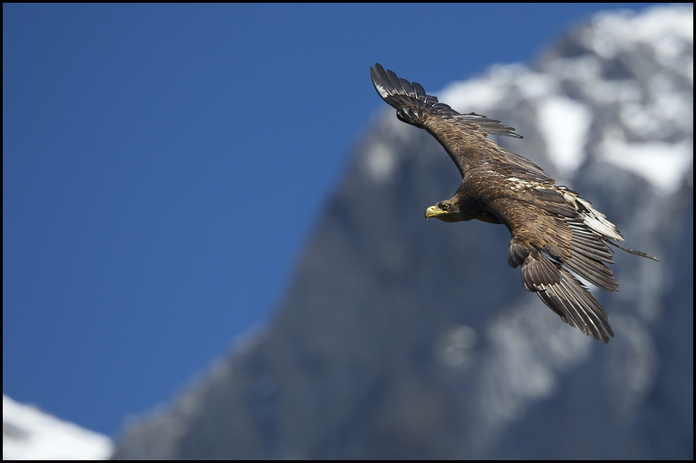 Steinadler im Flug