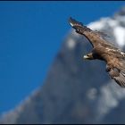 Steinadler im Flug