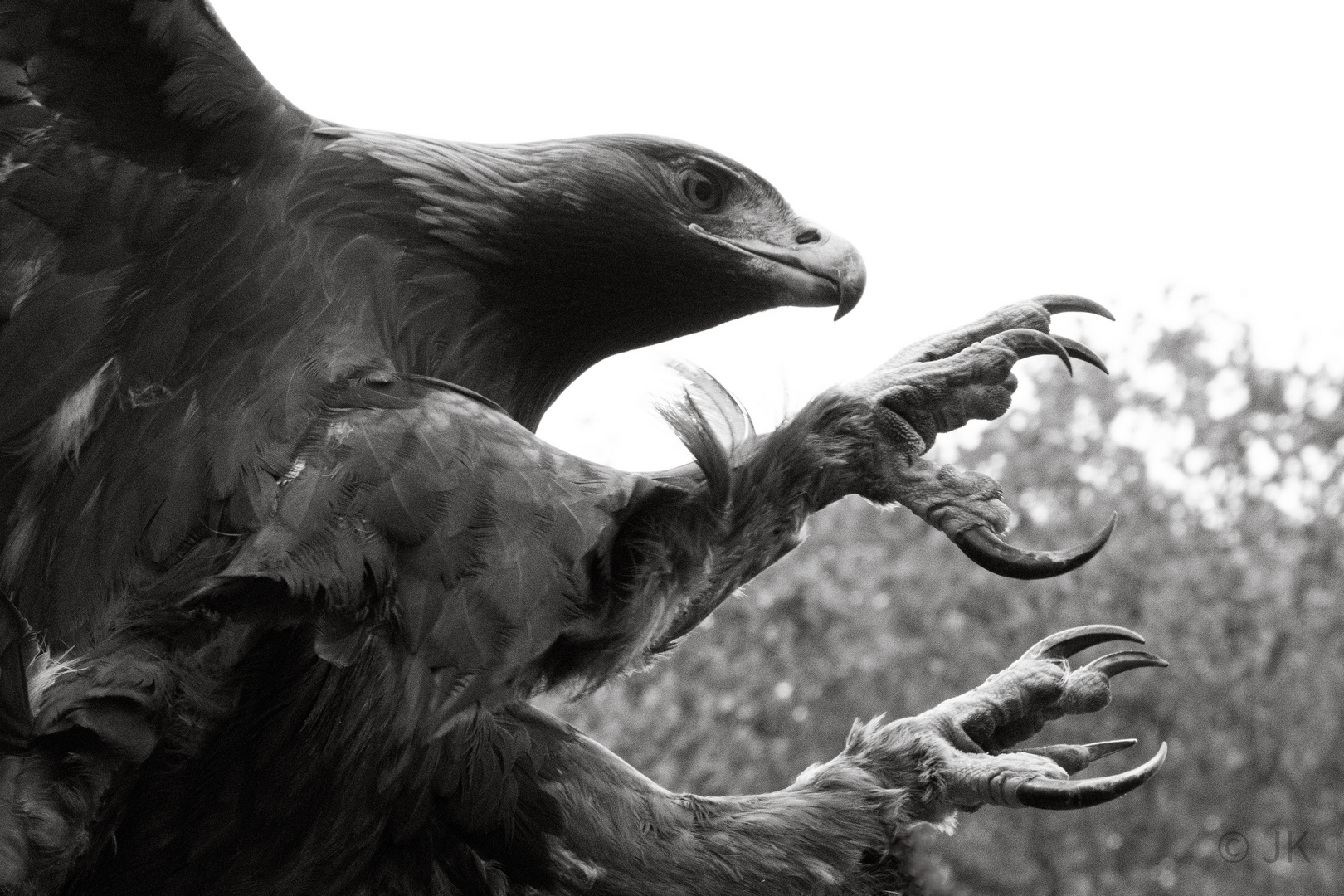 Steinadler im Landeanflug