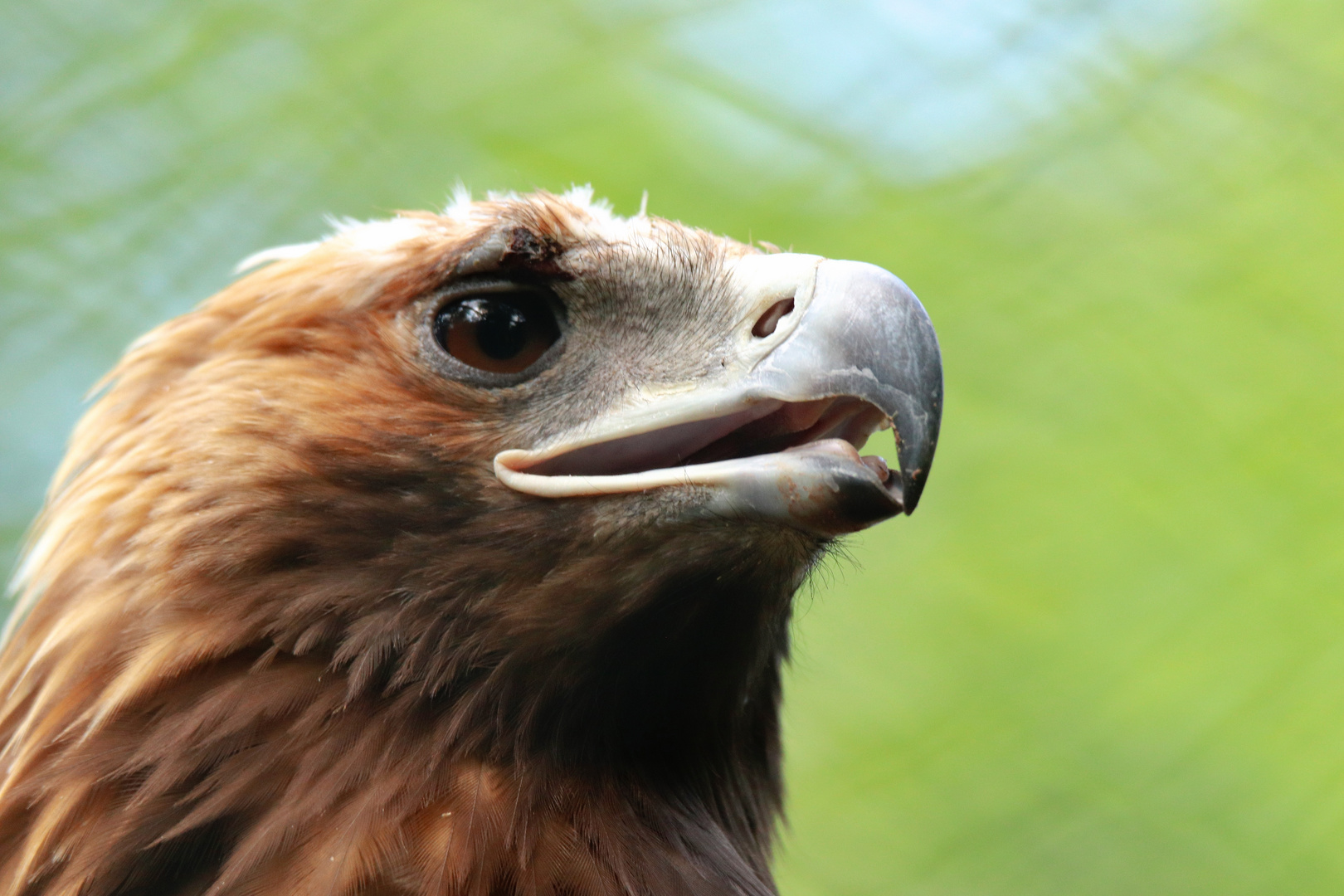 Steinadler im Portrait