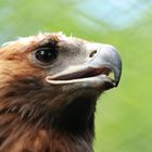 Steinadler im Portrait