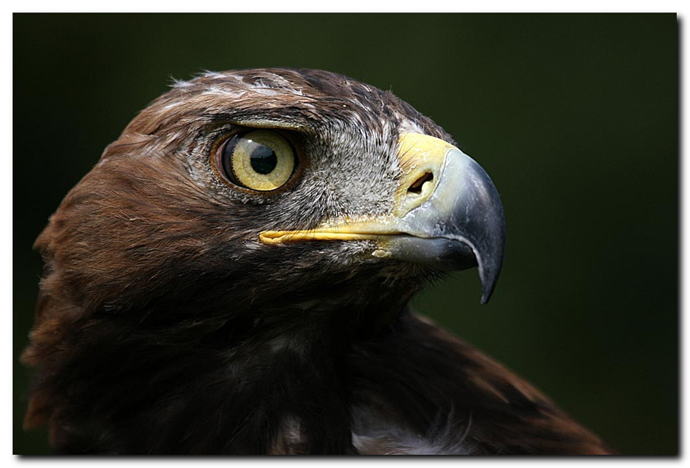 Steinadler im Profil