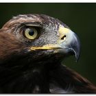 Steinadler im Profil