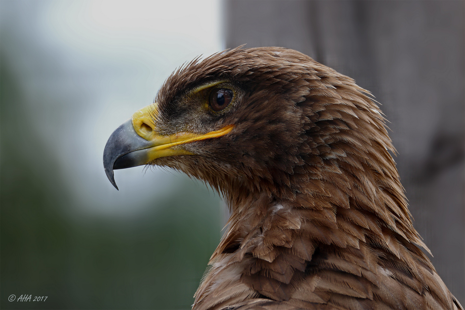 Steinadler im Profil