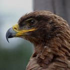 Steinadler im Profil