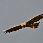 Steinadler im Regen