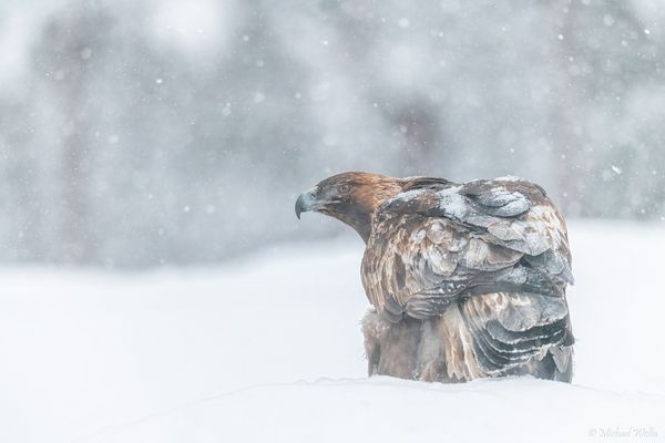 Steinadler im Schneetreiben
